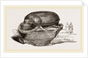 Colossal Scarabaeus—British Museum by Anonymous