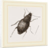 Calathus latus by Anonymous