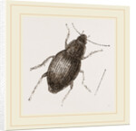 Calathus latus by Anonymous