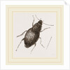 Calathus latus by Anonymous