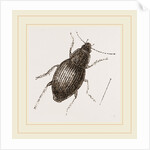 Calathus latus by Anonymous