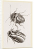 Giant Cockroach by Anonymous