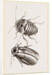 Giant Cockroach by Anonymous