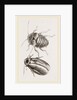 Giant Cockroach by Anonymous