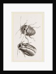 Giant Cockroach by Anonymous