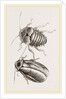 Giant Cockroach by Anonymous
