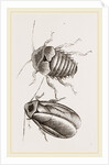 Giant Cockroach by Anonymous