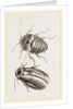 Giant Cockroach by Anonymous