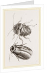 Giant Cockroach by Anonymous