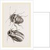Giant Cockroach by Anonymous