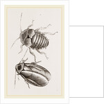 Giant Cockroach by Anonymous