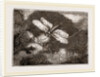 Lantern-Fly by Anonymous