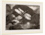 Lantern-Fly by Anonymous