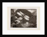 Lantern-Fly by Anonymous
