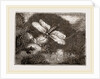Lantern-Fly by Anonymous