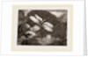 Lantern-Fly by Anonymous