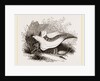 Glowworm devouring a Snail by Anonymous