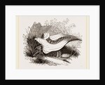 Glowworm devouring a Snail by Anonymous