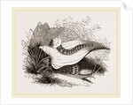 Glowworm devouring a Snail by Anonymous
