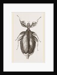 Leaf-Insect by Anonymous