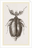 Leaf-Insect by Anonymous