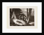 Fire-Fly by Anonymous