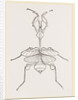 Mantis gongylodes by Anonymous