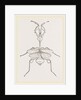 Mantis gongylodes by Anonymous