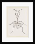 Mantis gongylodes by Anonymous