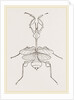 Mantis gongylodes by Anonymous