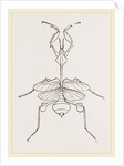 Mantis gongylodes by Anonymous