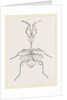Mantis gongylodes by Anonymous