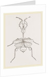 Mantis gongylodes by Anonymous
