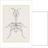 Mantis gongylodes by Anonymous