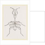 Mantis gongylodes by Anonymous