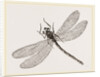 Virgin Dragon-fly by Anonymous