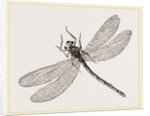 Virgin Dragon-fly by Anonymous