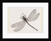 Virgin Dragon-fly by Anonymous