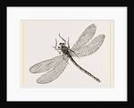 Virgin Dragon-fly by Anonymous