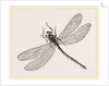 Virgin Dragon-fly by Anonymous