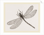 Virgin Dragon-fly by Anonymous