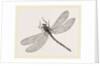 Virgin Dragon-fly by Anonymous