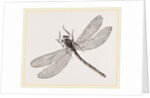 Virgin Dragon-fly by Anonymous