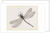 Virgin Dragon-fly by Anonymous