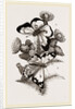 Clouded Butterflies by Anonymous