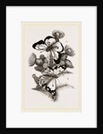 Clouded Butterflies by Anonymous