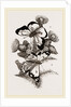Clouded Butterflies by Anonymous