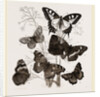 Group of Butterflies by Anonymous