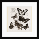 Group of Butterflies by Anonymous