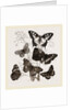 Group of Butterflies by Anonymous